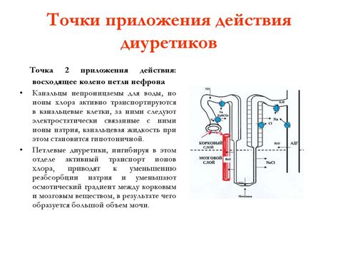 Диуретические средства - презентация онлайн