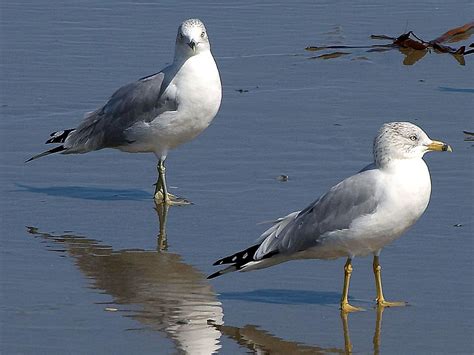 Free picture: seagulls, ocean, ocean, beach