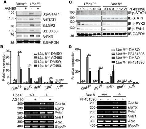 Effect Of Ag And Pf Inhibitor On Basal Stat Activity And Isg