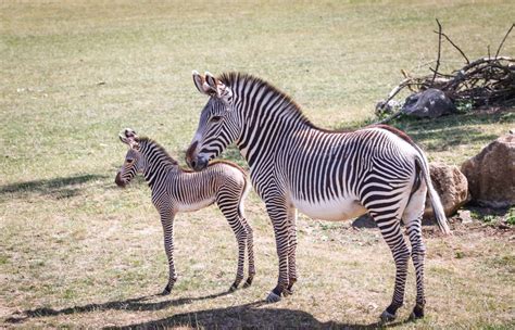 Baby Zebra Foals