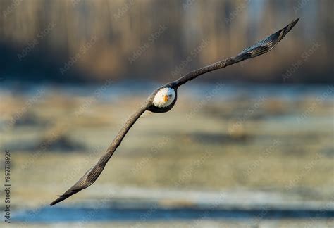 Bald Eagles Stock Photo | Adobe Stock