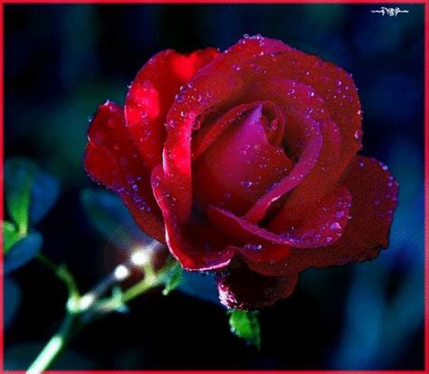 Гифки "цветы". Большая подборка GIF анимации с цветами. | Beautiful ...