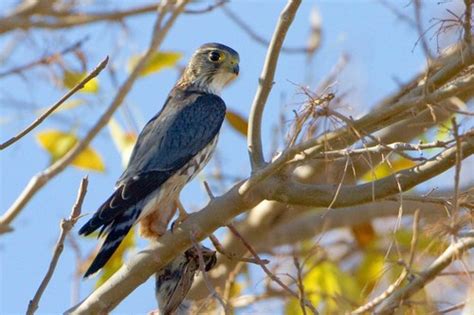 Merlin Winter Birds Of Alberta INaturalist Canada