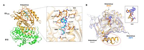 Emerg Microbes Infect 李继喜团队解析猴痘病毒rnmt酶复合物发挥催化功能的结构基础