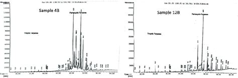 M Z Mass Chromatograms Showing The Distribution Of Terpanes And