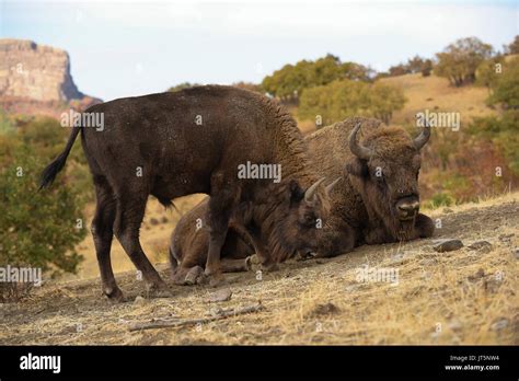 European bison male with little fight Stock Photo - Alamy