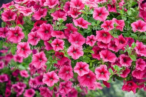 Petunia Surfinia ® Hot Pink