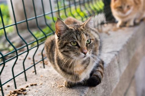 Premium Photo Portrait Of A Homeless Street Cats