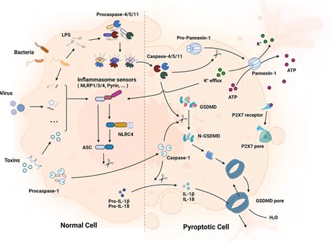 The Canonical And Noncanonical Pathway Of Pyroptosis In The Canonical Download Scientific