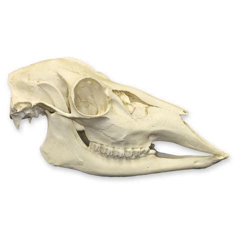 Replica Whitetail Deer Skull For Salein Skulls Unlimited International Inc