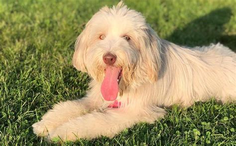 White Bearded Collie