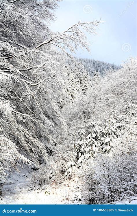 Tiro Vertical De Arbustos Cubiertos De Nieve Imagen De Archivo Imagen