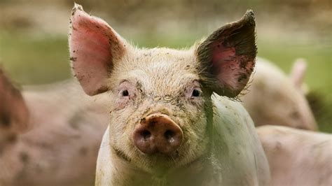 Pigs Eat Humans Far More Often Than People Would Expect