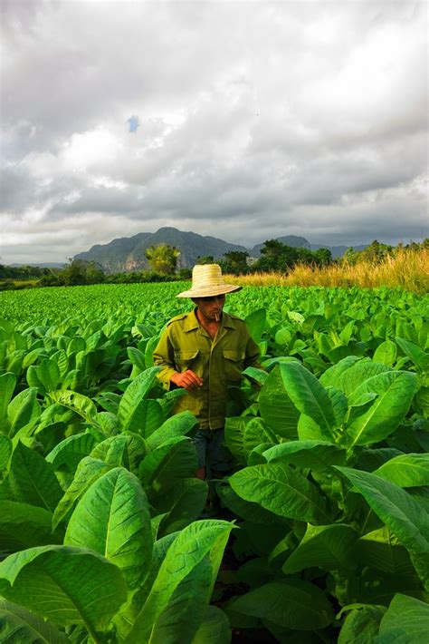 Tobacco Tobacco Farmer Searching For A Perfect Cohiba Leaf Flickr