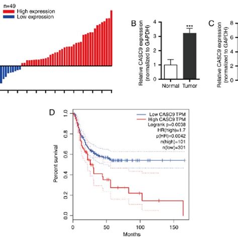 CASC9 Is Upregulated In BC Tissues And Cell Lines A And B RT QPCR