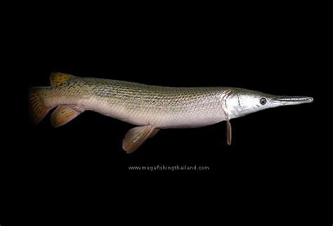 Alligator Gar (Atractosteus spatula) | MegaFishingThailand