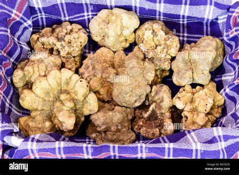 Truffle World Market Hi Res Stock Photography And Images Alamy