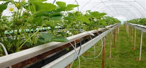 Culture Des Fraises En Serre Hors Sol Et Gestion Du Climat Caldor