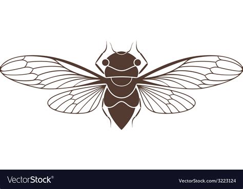 Cicada Royalty Free Vector Image Vectorstock