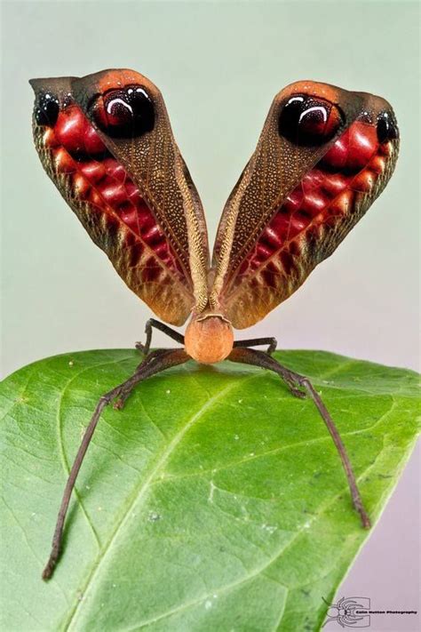 Pterochroza ocellata a cigarra de pavão é um inseto da família