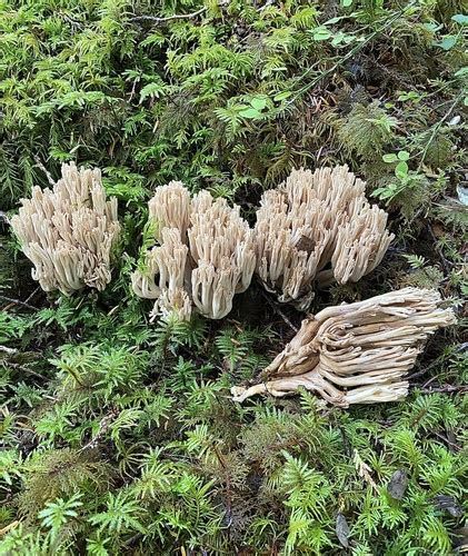 Escobetas Ramaria Concolor