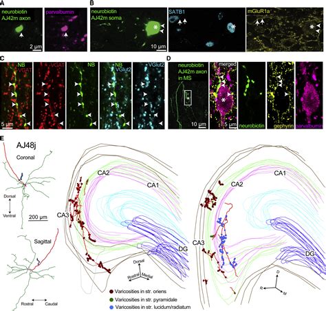 Behavior Dependent Activity And Synaptic Organization Of Septo