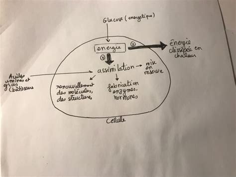 Biologie Cellulaire Flashcards Quizlet