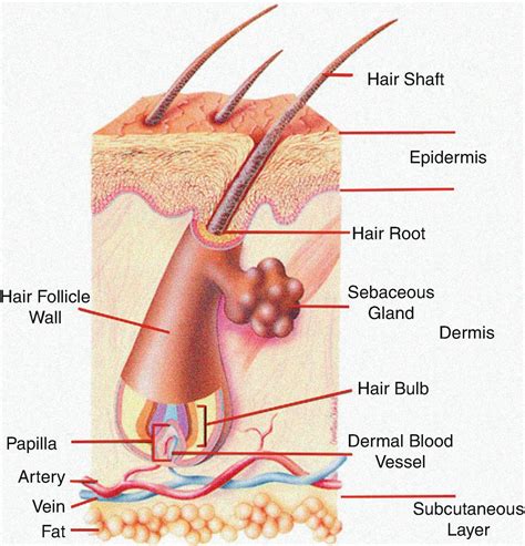 Anatomy Clipart Labeled Cross Section Of Hair Follicle 51 OFF