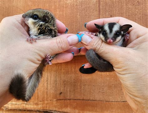 Sugar Gliders Vs Flying Squirrels What Is The Difference