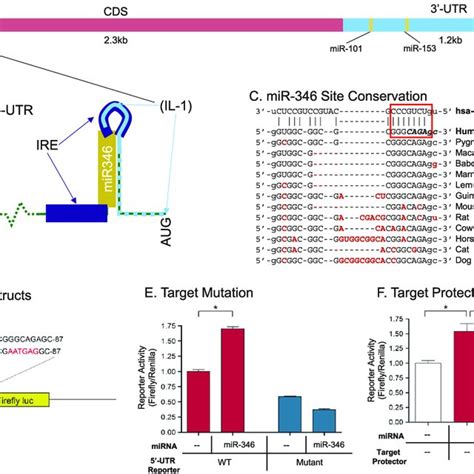 Mir 346 Targets Human App 5′ Utr Via A Target Site Overlapping A Known