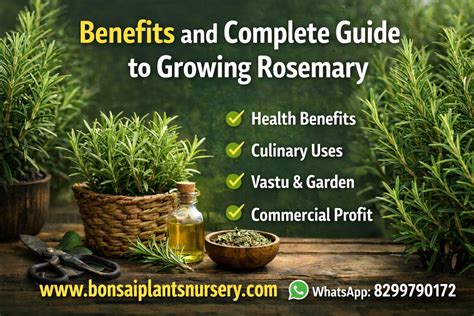 rosemary plant benefits   grow care tips  complete guide