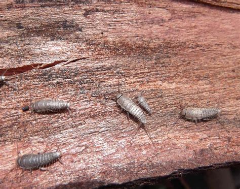 Trampas Para Pececillos De Plata Mejor Insecticida Repelente Veneno