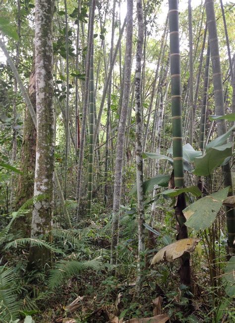 Guadua Bamboo