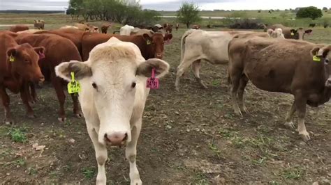 40 Beefmaster Red Angus Charolais And Charolais Cross Bred Cows