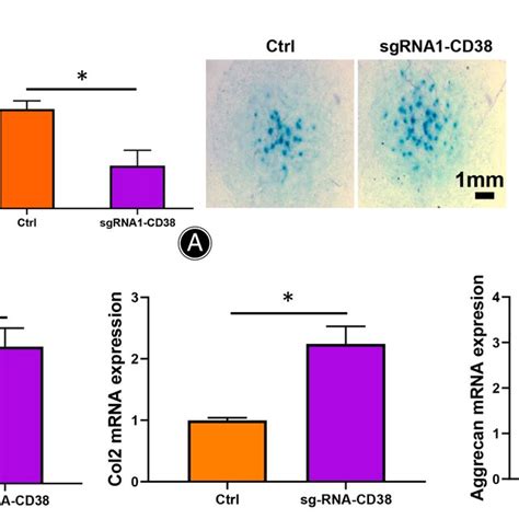 Crisprcas9 Lentivirus Knockout Of Cd38 Promote Chondrogenic