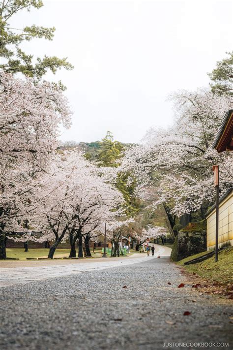 Nara Cherry Blossoms - 9 Best Spots • Just One Cookbook