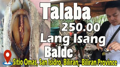 Talaba 250 Lang Isang Balde Pinaka Murang Talaba Sa Buong Mundo Sitio