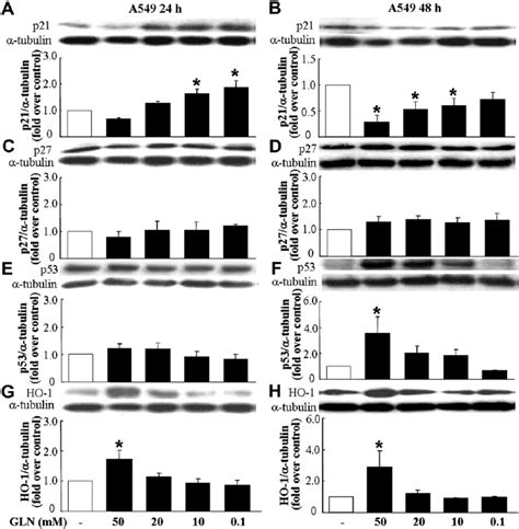 Regulation of protein expression of p21, p27, p53 and HO-1 by ...