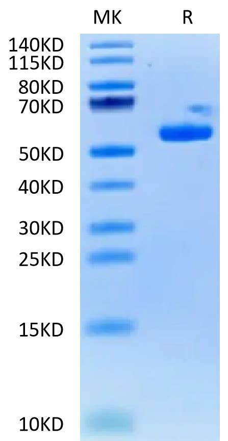 Biotinylated Human HLA A 03 01 B2M KRAS G12V VVVGAVGVGK Monomer Prot