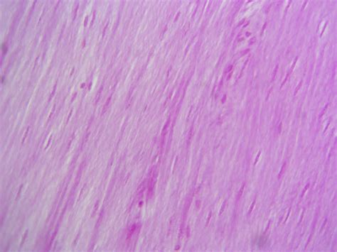 440 Smooth Muscle Tissue Stock Photos Pictures And Royalty Free Images