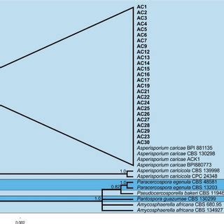 Phylogenetic Tree Based On The Bayesian Inference Of Sequences From The