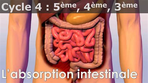 Svt Cycle Cours L Absorption Intestinale Youtube