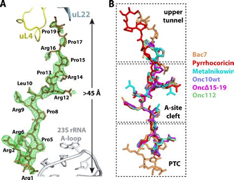 The Structure Of Pramps In Their Ribosome Bound Conformation A Download Scientific Diagram