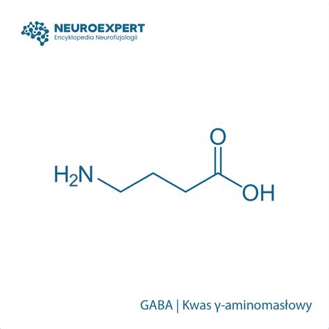 GABA | Kwas γ-aminomasłowy - NeuroExpert - Encyklopedia Neurofizjologii