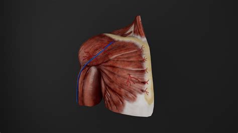 Human Anatomy Muscular System Upper Limb Anterior View 3d Model Turbosquid 2218421