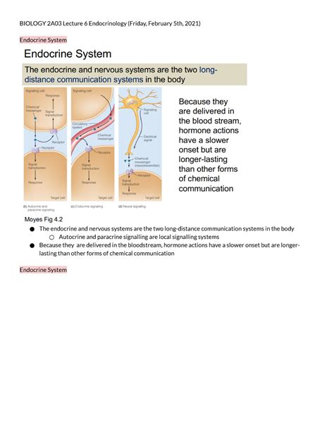 Biology 2A03 Leture 6 Endocrinology Friday February 5th 2021