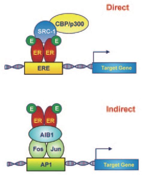 Cbp Histone Acetyltransferase Creb Binding Protein Src Steroid