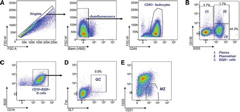 Gating Strategy To Show The Identification Of Major B Cell Phenotypes