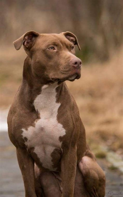 Pitbull Rednose Pitbull Red Nose Raulalexandru97 Filhotes De Pitbull Pit Bull Terrier