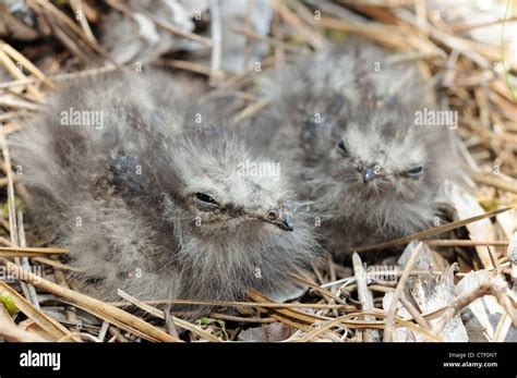 Nightjar Chicks Caprimulgus Europaeus Stock Photo Alamy